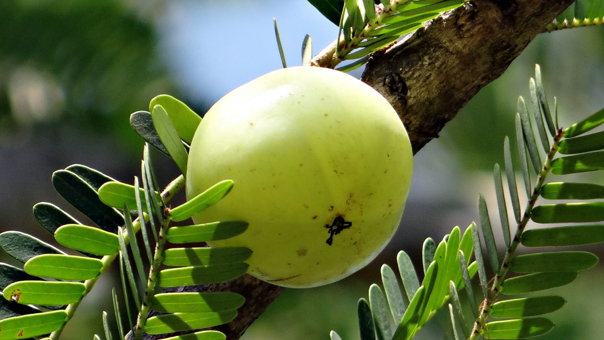 Amla Hair Oil